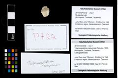 Foto (Objekt + Etikett) von Tuberosagalathea neojurensis (Patrulius, 1959)  (NHMW-GEO-2014-0194-0722)